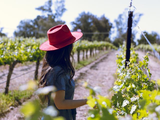 Woman in a vibrant red hat walking through sunlit vineyard rows, her back to the camera, with lush grapevines stretching into the distance.