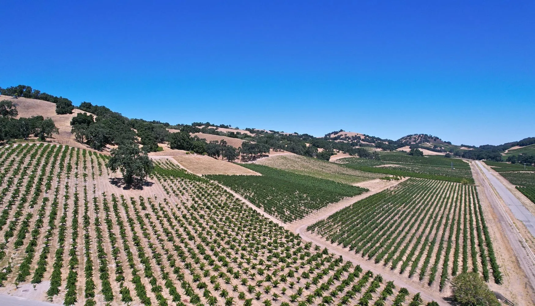 Popular Paso Robles Wineries to Visit