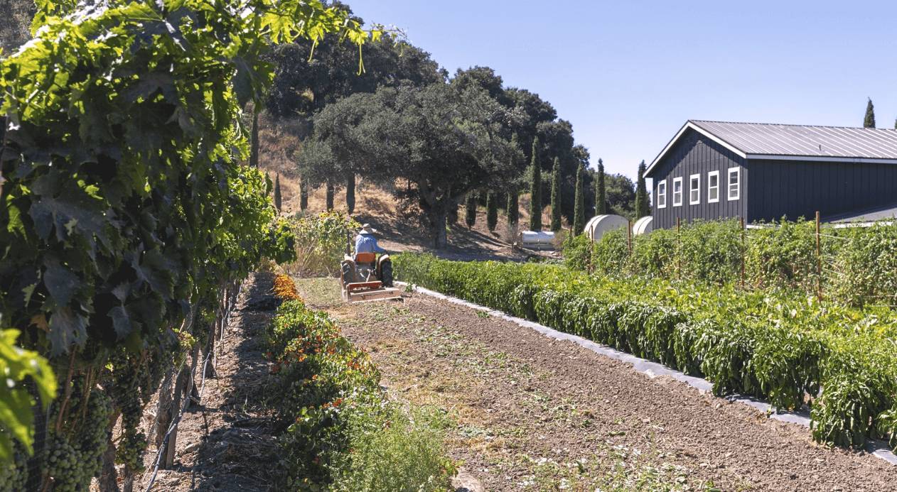 Vega Vineyard and Farm