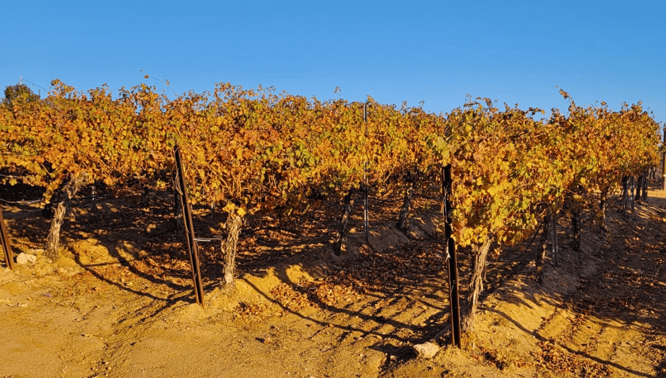 SN Private - Seasonal Image of a Sonoma Vineyard