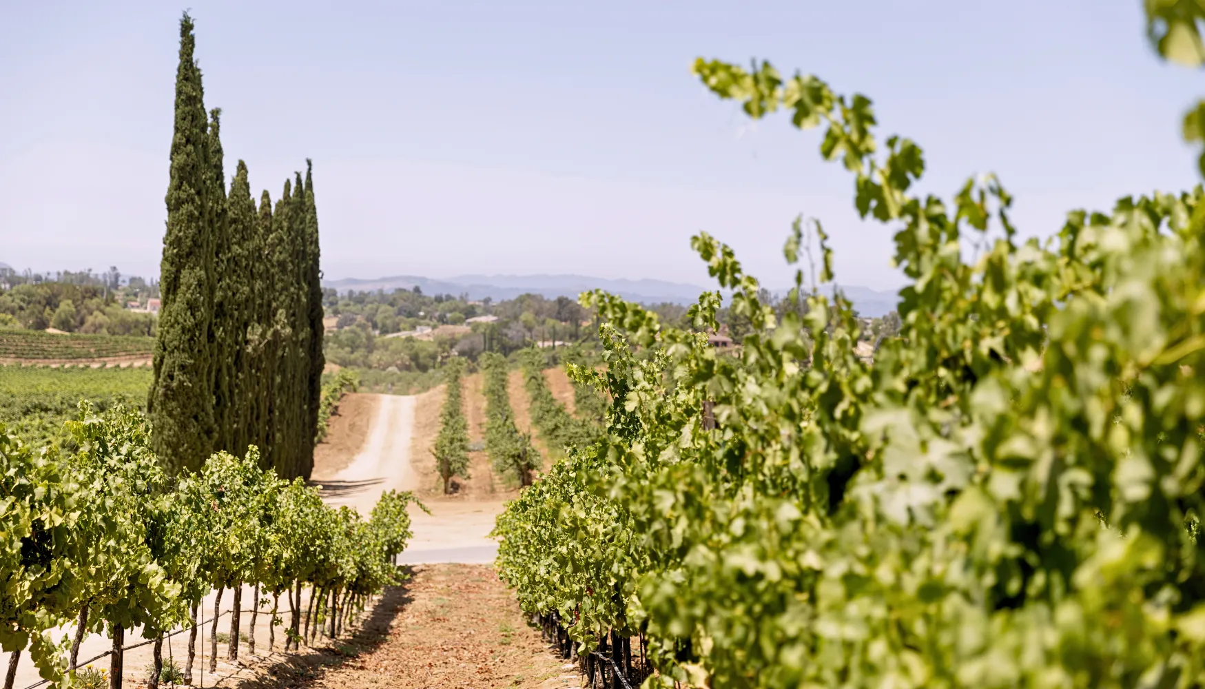 Image of a beautiful vineyard in Temecula