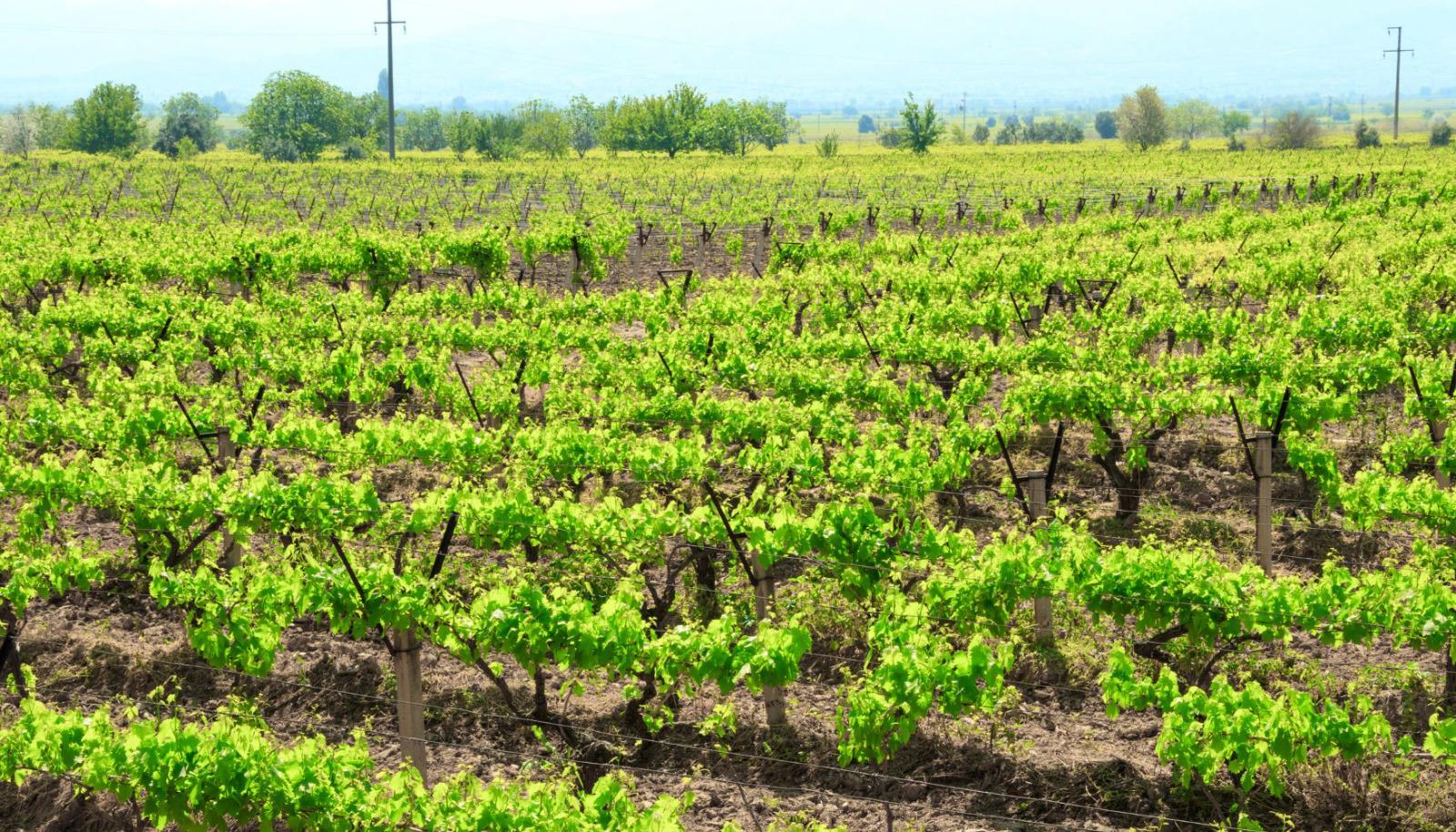 Napa vineyard in the Spring