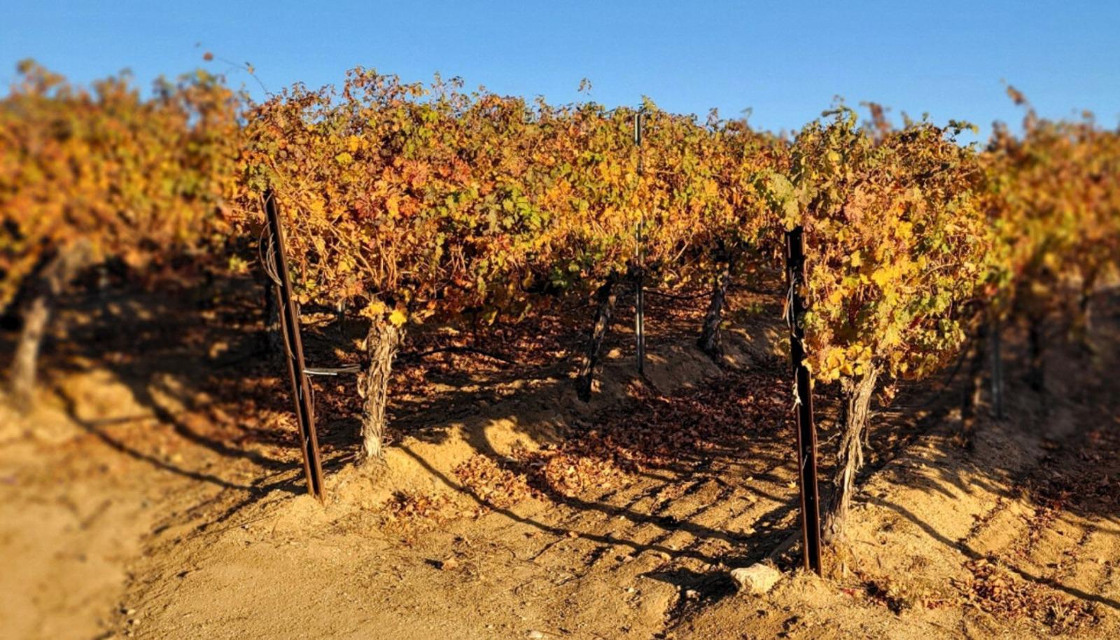 Vineyard in the fall