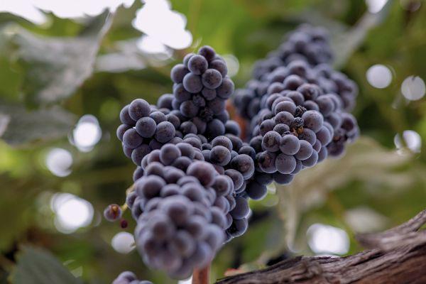 Tasty grapes ready to be picked off the vine.