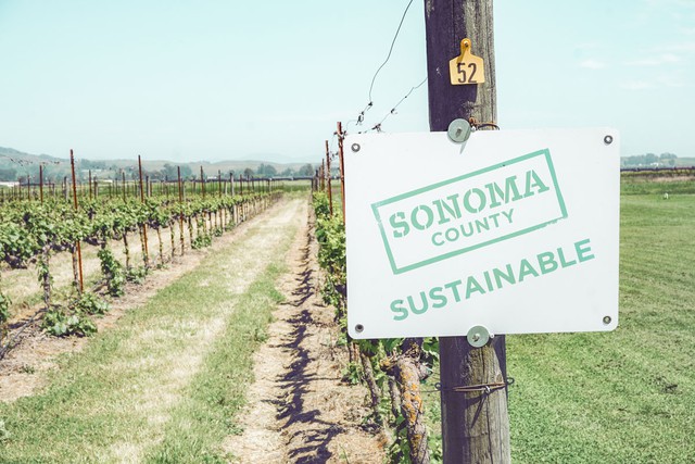 Newly planted vineyards with sign Sonoma County Sustainable
