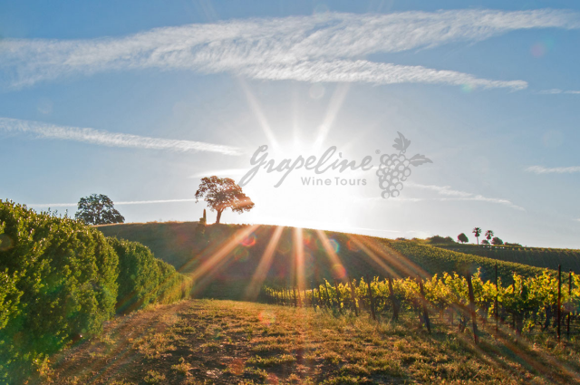 Beautiful Landscape of Paso Robles California with Vineyards under a Sun Peaked Valley