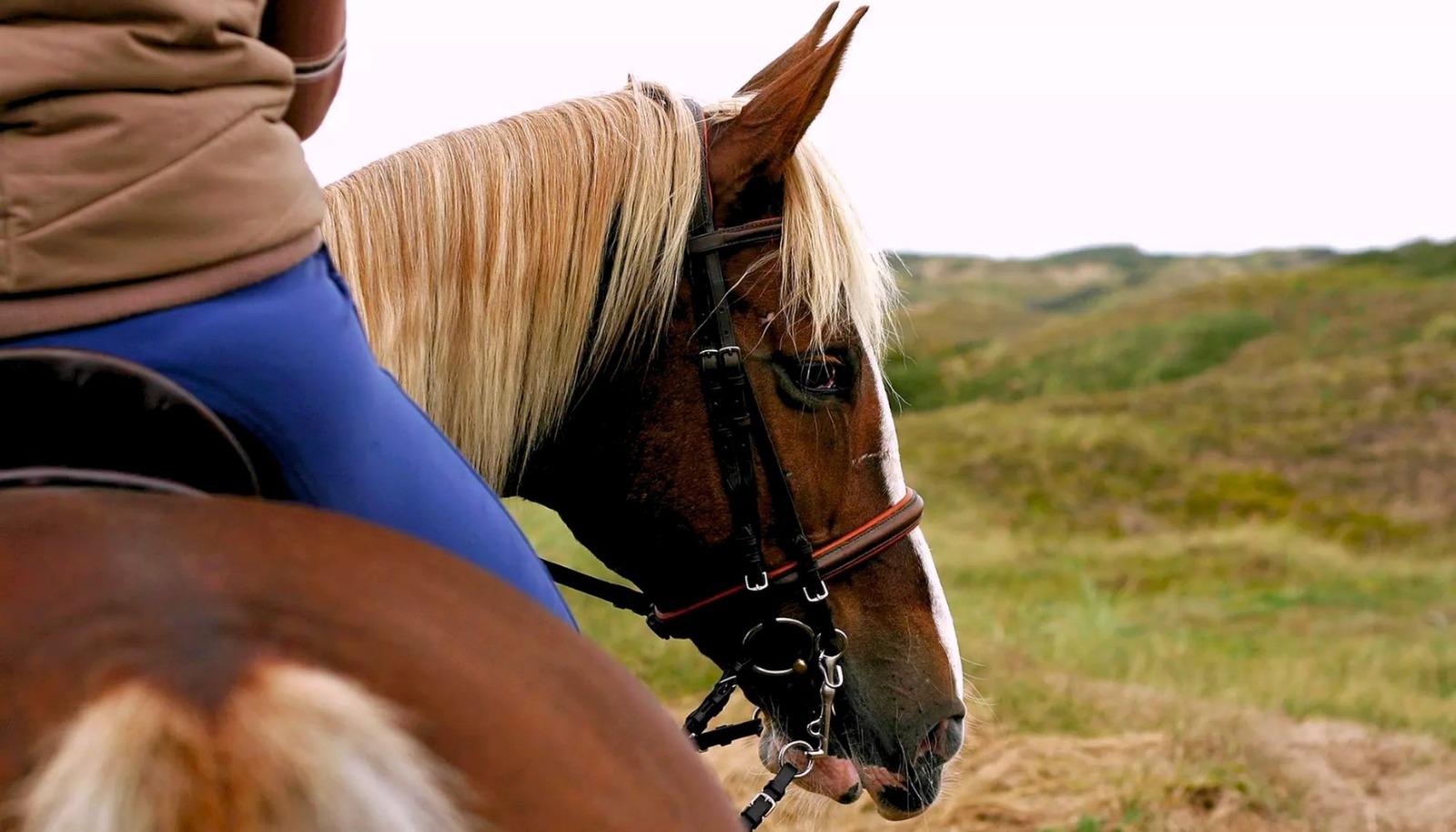Horseback Riding