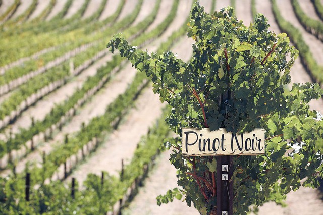 Perfectly manicured rows of Pino Noir Vineyards in early Spring - Santa Barbara, CA Wine Country