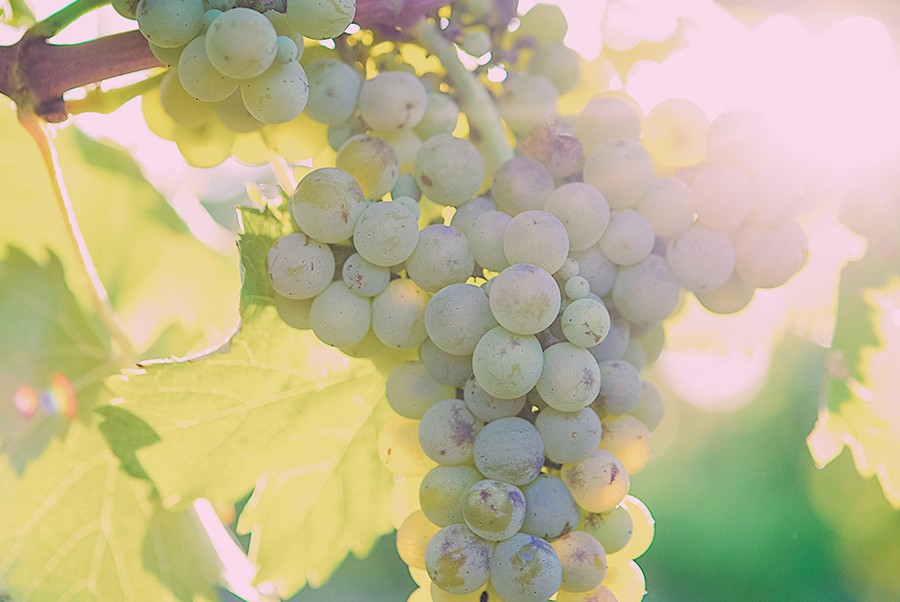 White wine grapes hanging on the vine