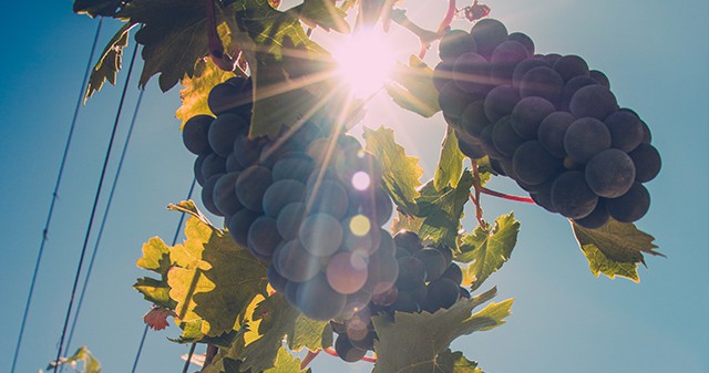 dramatic angle from below of Pinot Noir Red Wine Grapes in Santa Barbara, CA