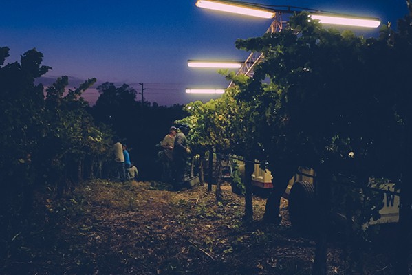 Harvesting wine grapes at night