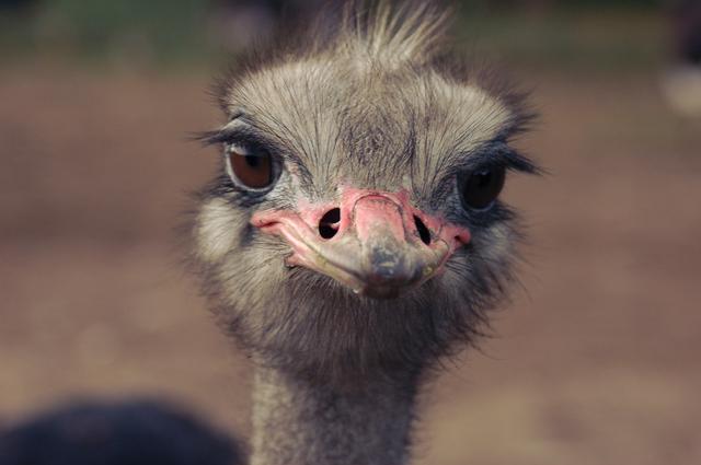 Ostrich with curious demeanor wanting to be fed
