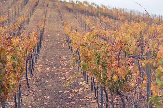 Rows of vineyards with a haze during rainy season in Temecula Valley