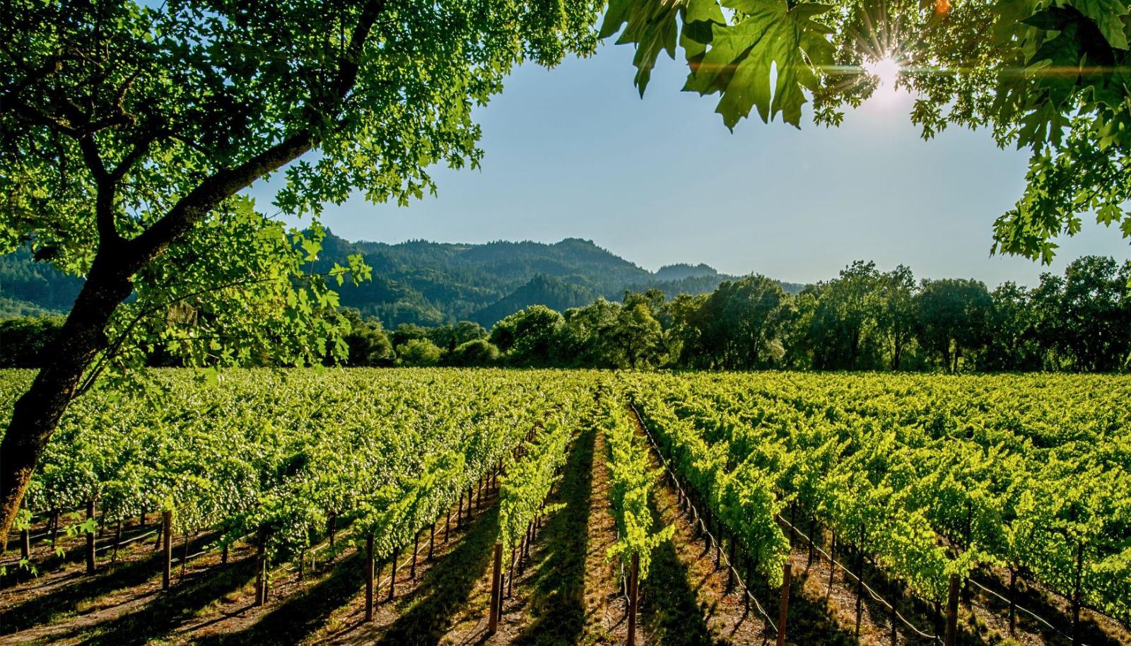 Sonoma vineyard