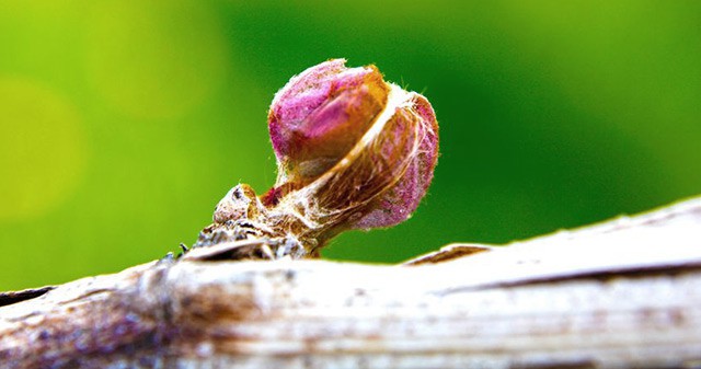 Small, tightly packed pink petals about to bud in the spring from a grape vine