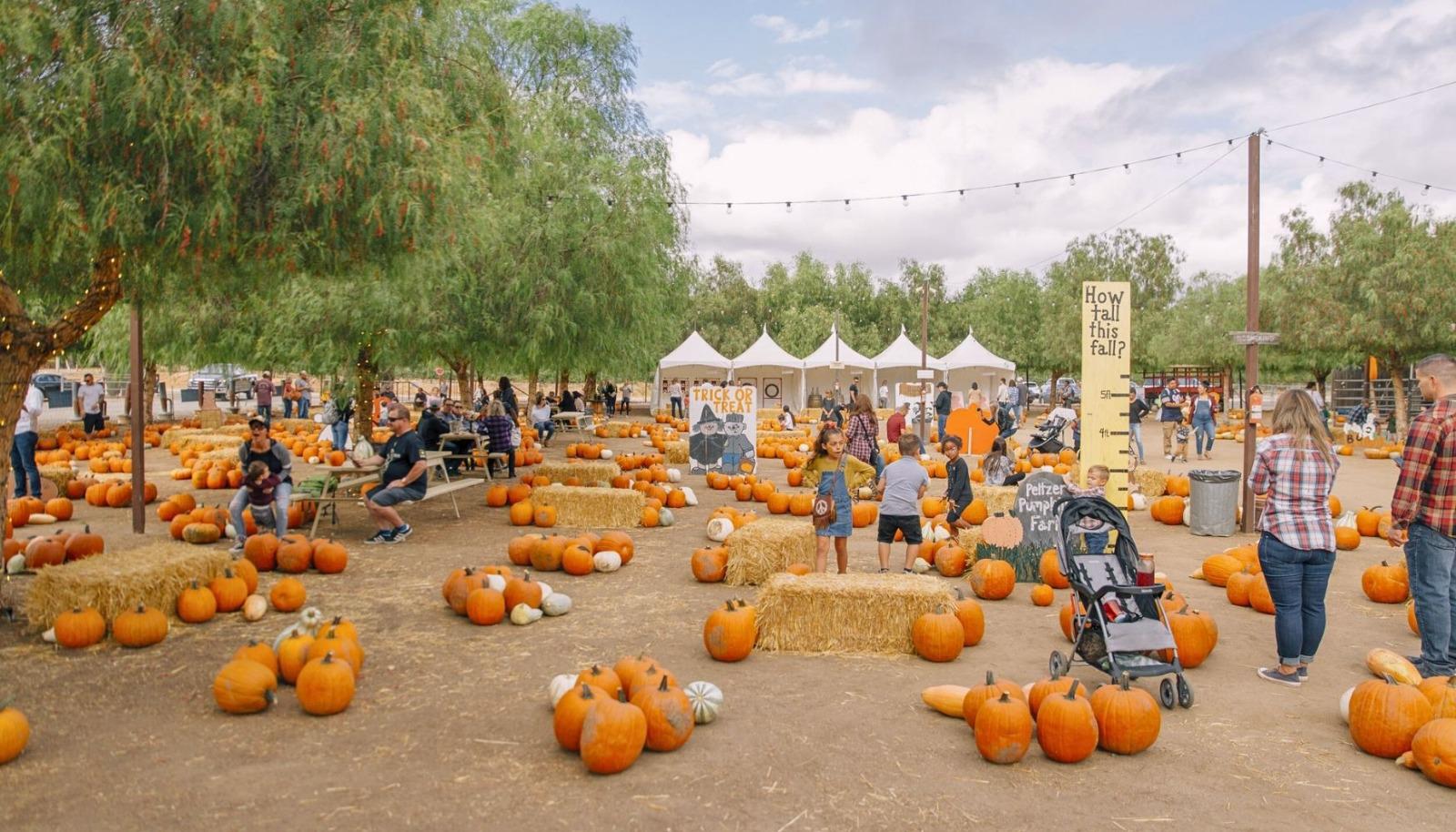 Peltzer Pumpkin Farm pumpkin patches