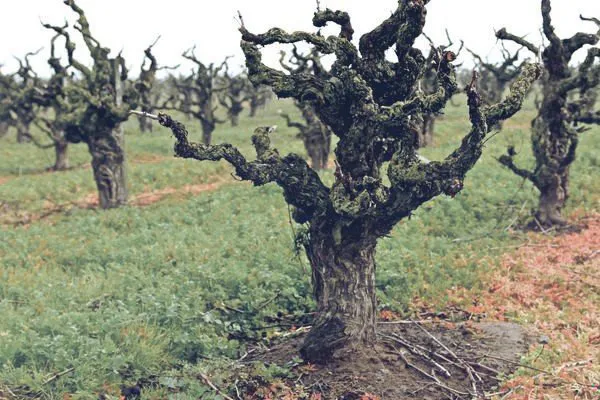 Old historical and gnarly vineyards in Paso Robles Wine Country