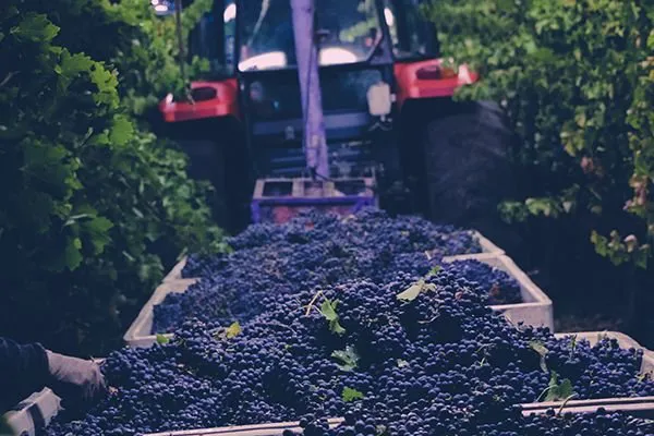 rapeline's featured packages with Paso Robles Hotels and Inns as well as all Hotels Grapeline picks up from.