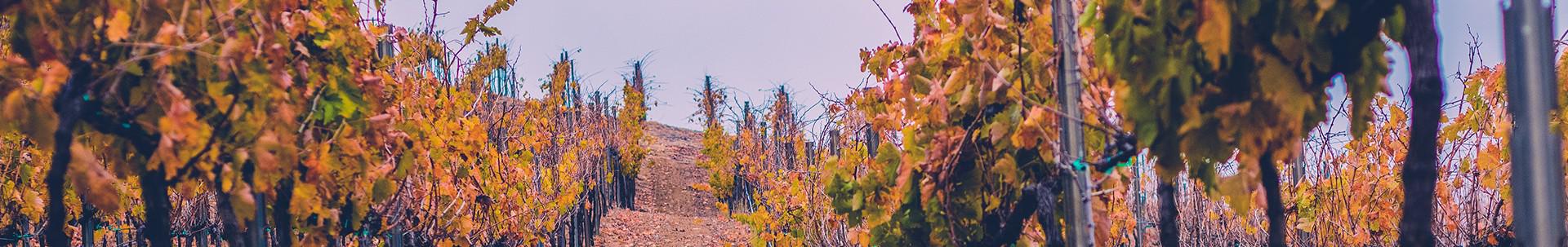 Fall vineyards in Santa Ynez Vineyards