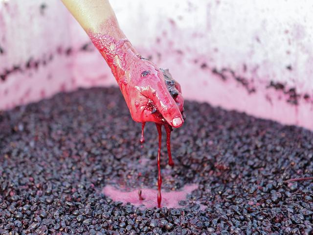 Hand covered in grape juice and pulp during the winemaking process, squeezing grapes in a large container.