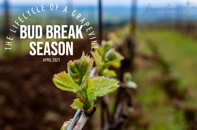 Pictured is a Grapevine during Bud Break Season