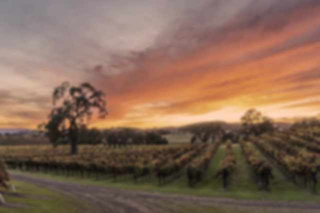 Derby Wine Estates Vineyards at Sunset