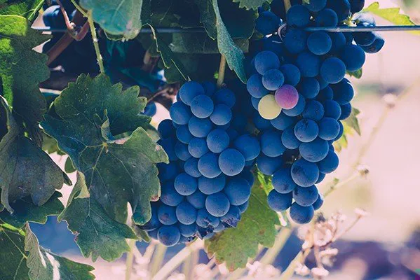 Red wine grapes hanging on the vine