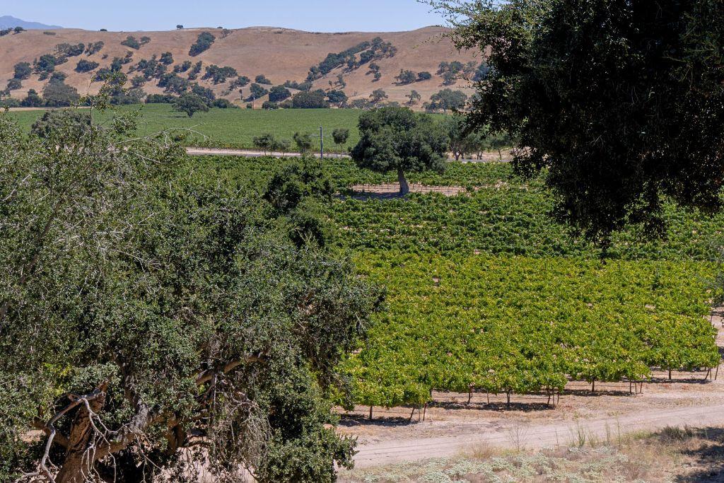 Firestone Vineyards