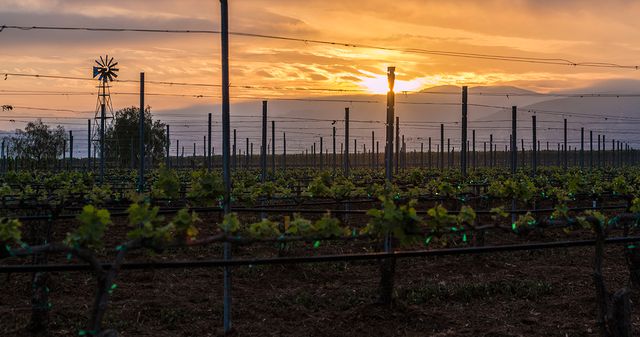 newly planted vineyards at first light in Temecula Valley