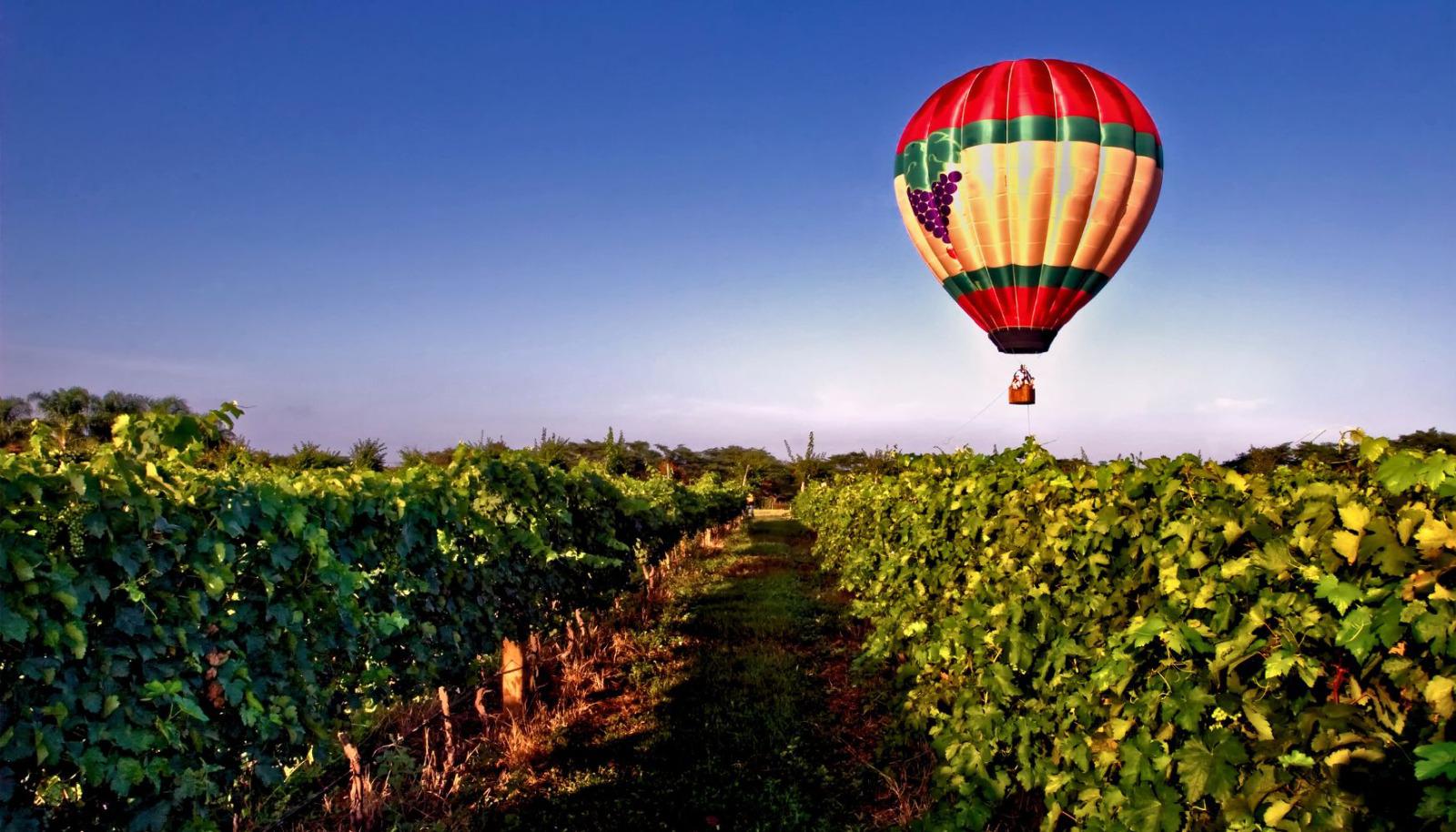 A hot air balloon flying over a Sonoma vineyard