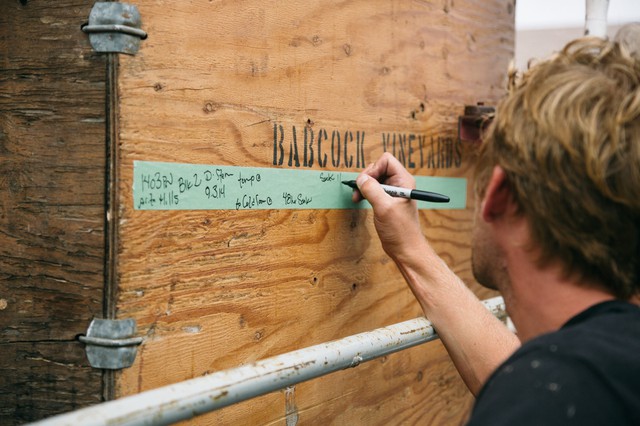 Bryan Babcock annotates a wooden crate filled with wine grapes already harvested