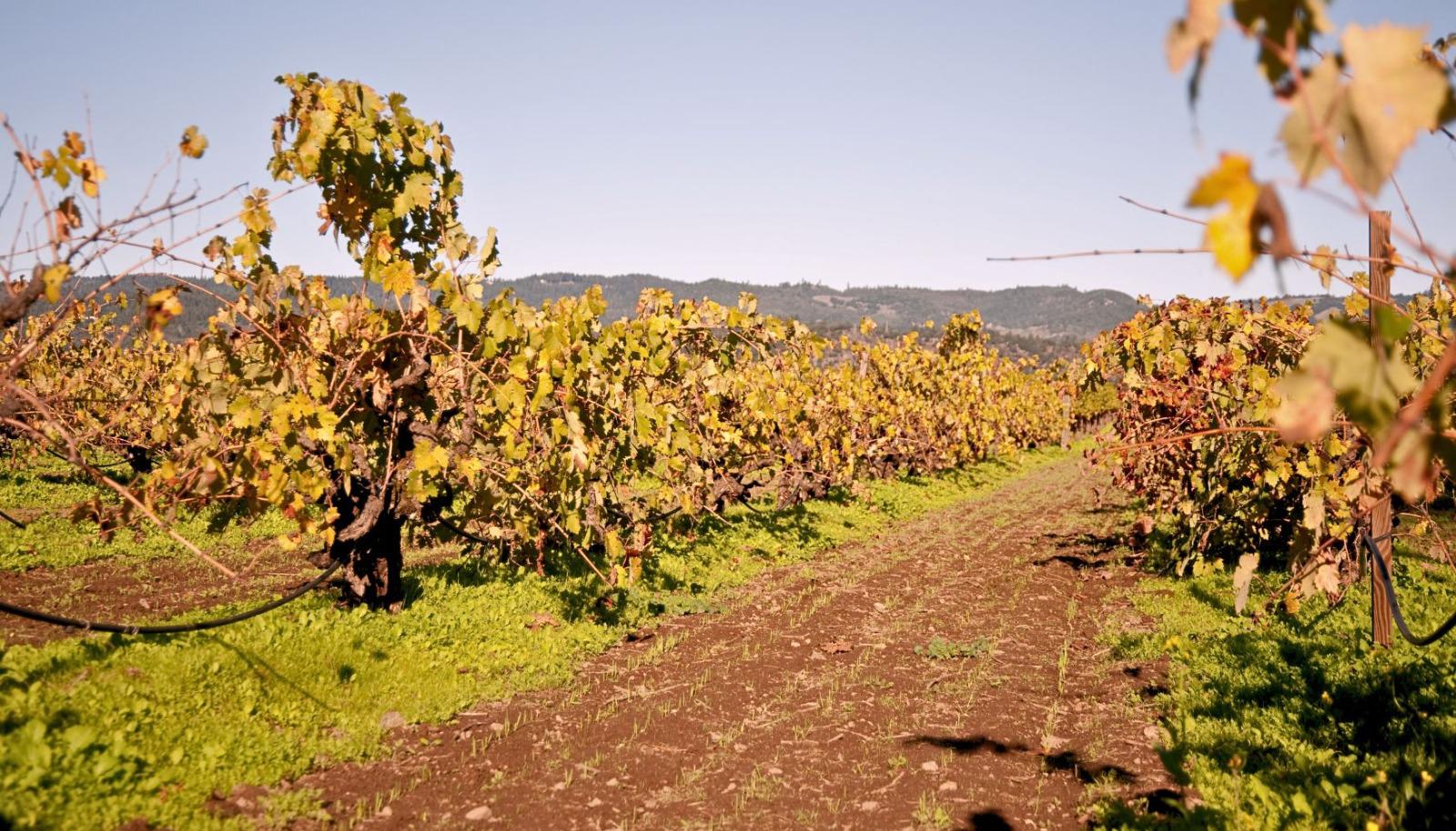 Vineyard in the fall.