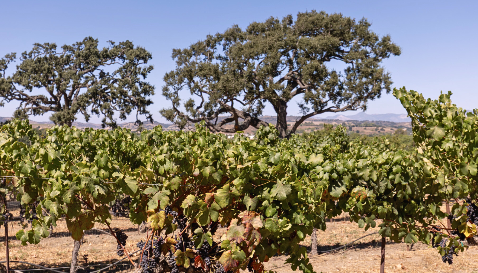 Paso Robles vineyard views.
