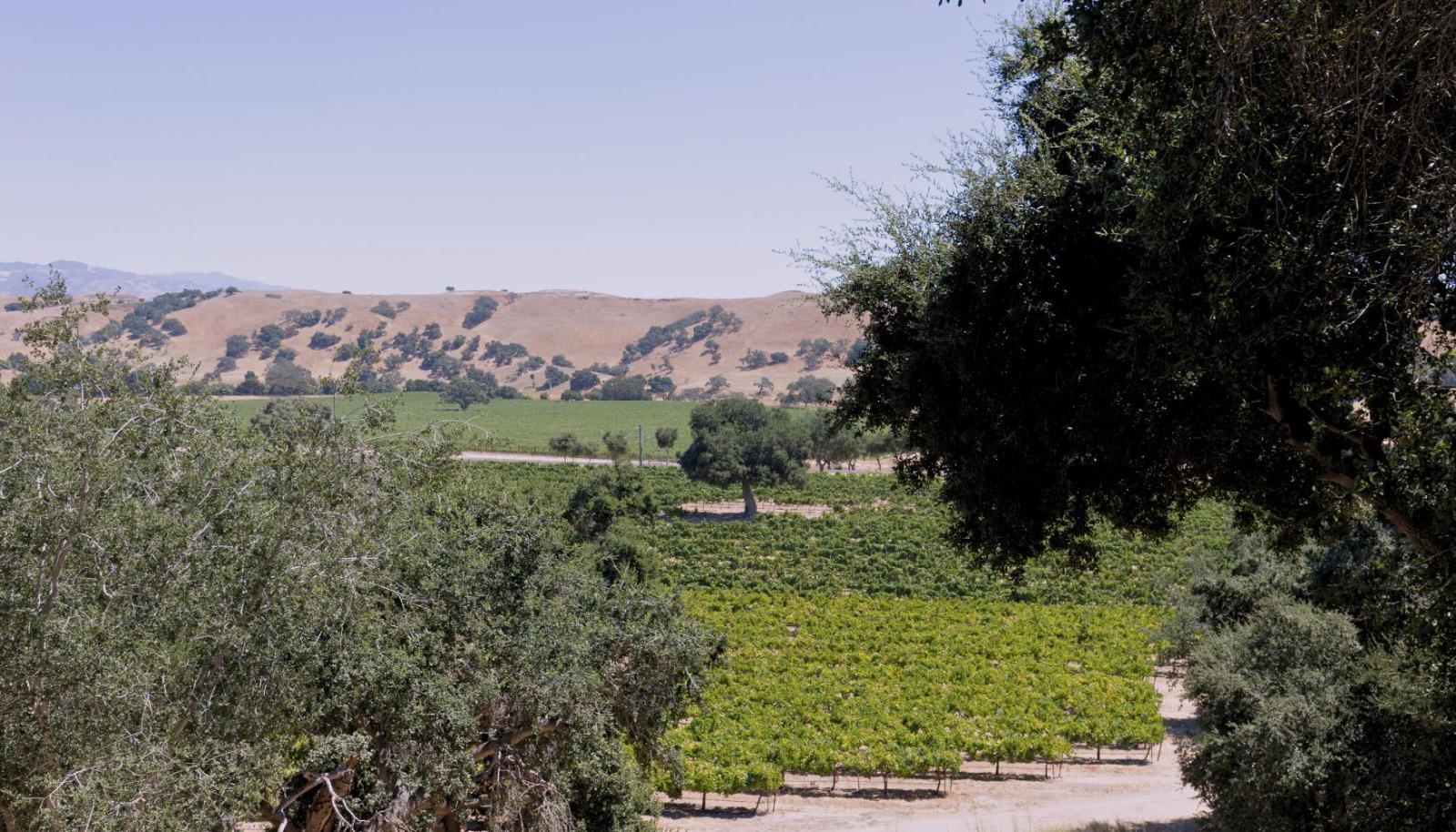 Firestone Vineyard