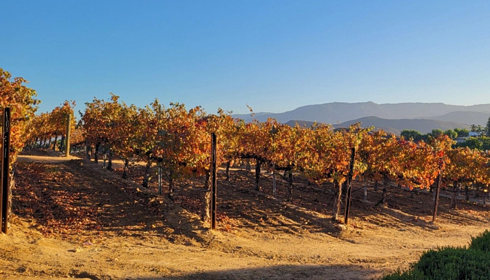 Fall scene at a Sonoma winery