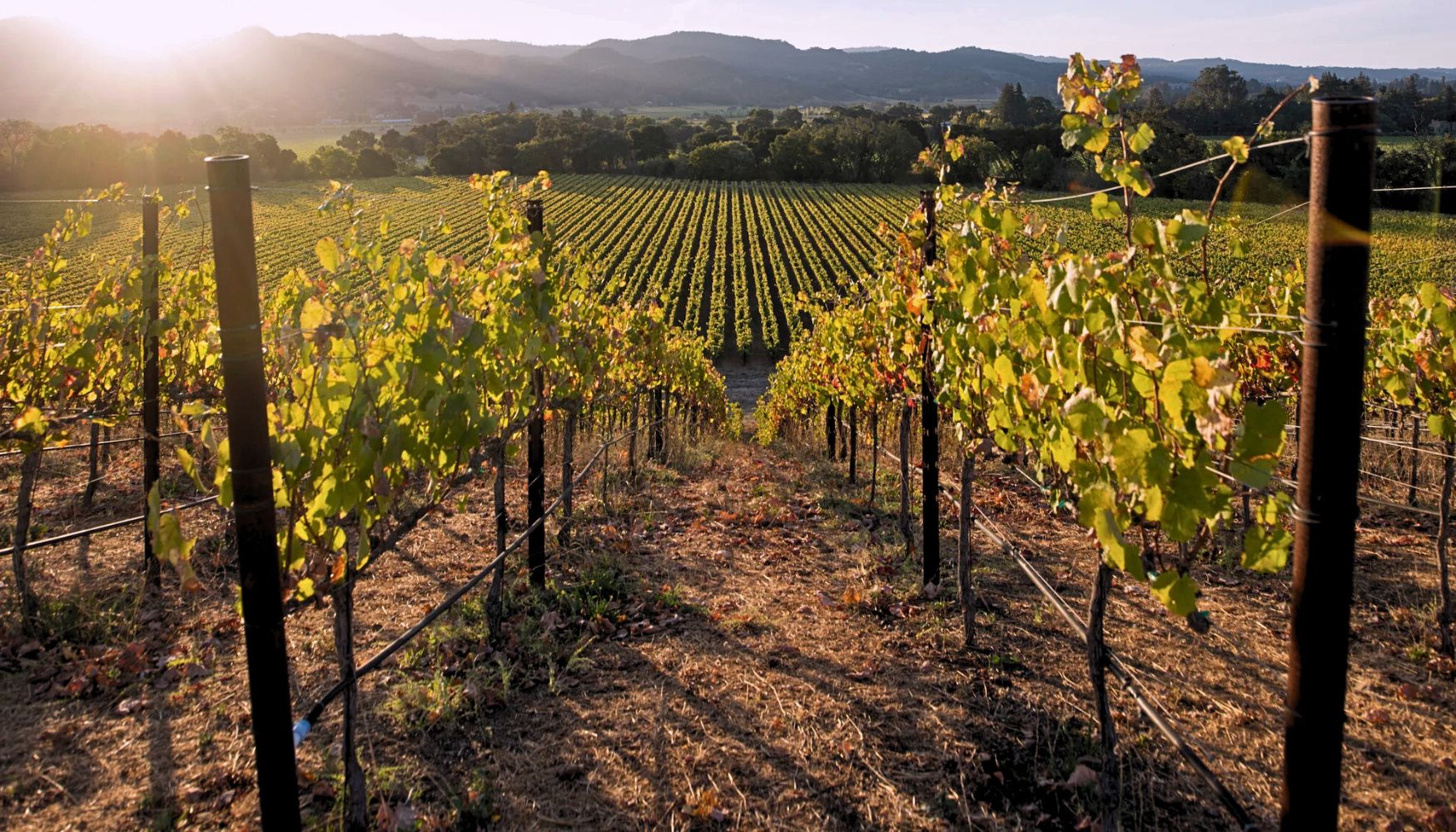 Sunset view of a vineyard with rows of grapevines leading into the distance, hills and trees silhouetted in the warm evening light.