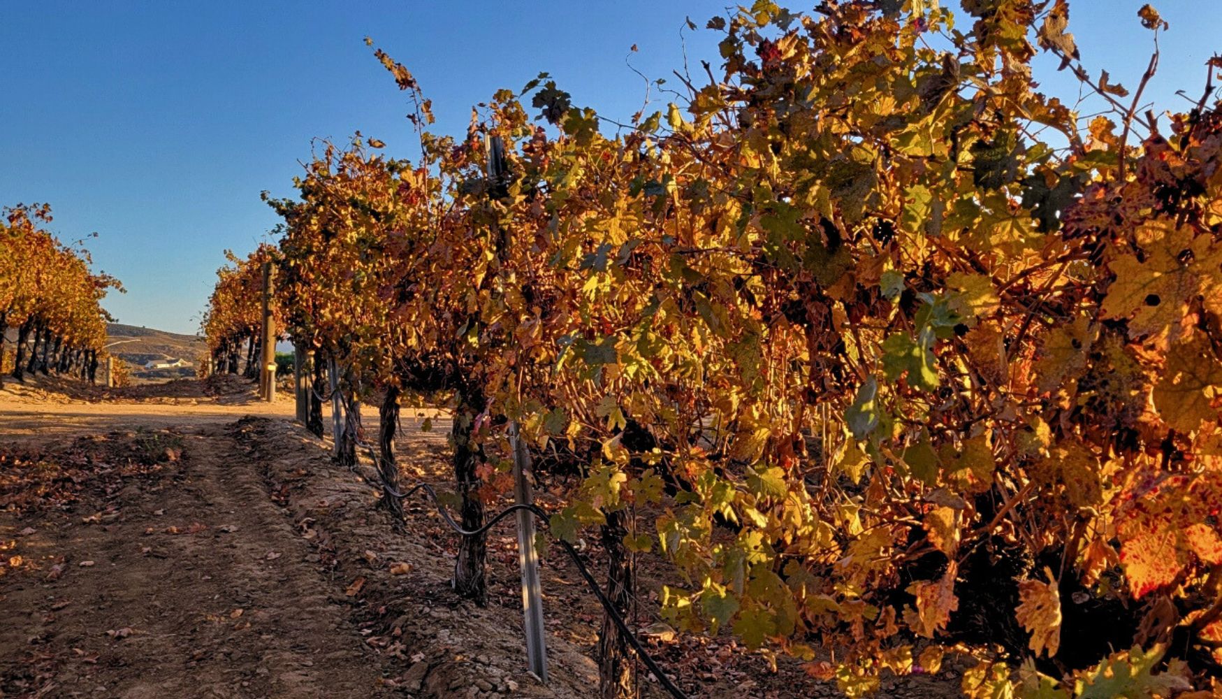 Napa Valley in the fall.