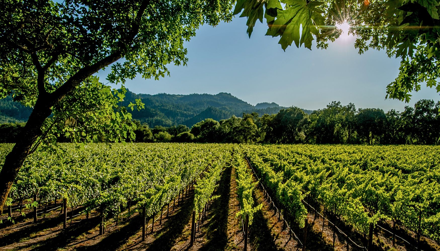 Scenic Napa Valley vineyard.