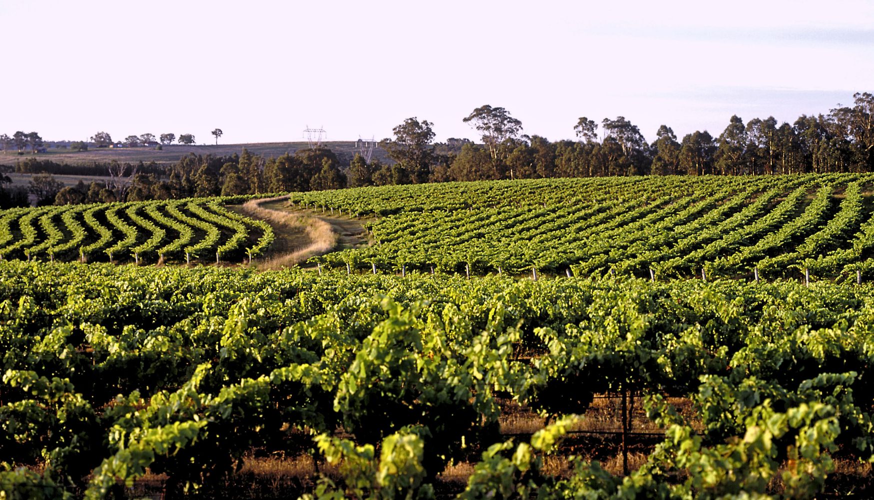 A Napa Valley winery.