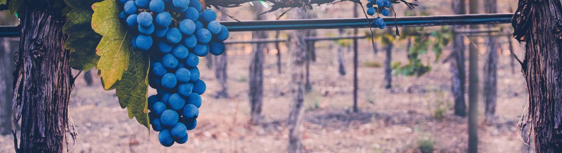 Gorgeous grapes on the vines waiting to be turned into wine.